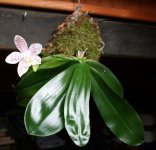 Phal  con flor montada techo.jpg