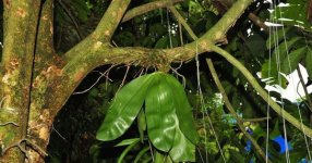 Phal en hábitat.jpg