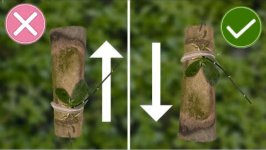 como plantar Phalaenopsis.jpg