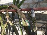 Pitaya Frankie`s Red (01.09.25) 1.JPG