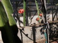 Pitaya Frankie`s Red, frutos en planta (01.09.25) 1.JPG