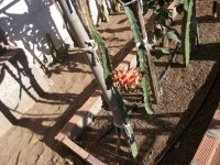 Pitaya Frankie`s Red, frutos en planta (01.09.25) 2.JPG