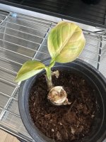 IMG_9725 en tamaño mediano.jpeg