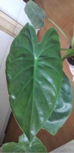 Philodendron DCF - Hoja_.jpg