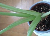 Philodendron DCF - Tallo_.jpg