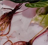 Anthurium cristalino.jpg