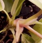 Philodendron - Base tallo.jpg