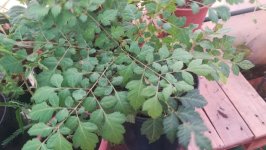 Koelreuteria paniculata 07 - hojas jóvenes, parecen bipinnadas.jpg