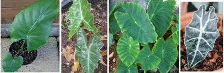 Alocasias - Lobulos hoja.jpg