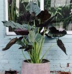 Alocasia Wentii adulta.jpg