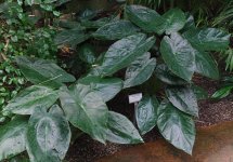 Alocasias Indica.jpg