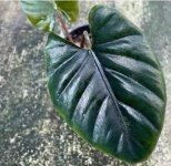Alocasias Arifolia.jpg