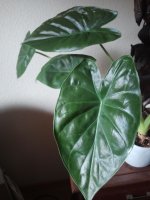 Alocasia Wentii DCF_.jpg