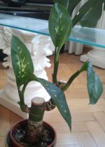 Dieffemb.Seguine - Esqueje prosper.doble_.jpg