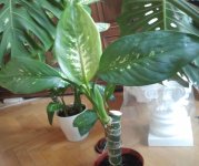 D.Seguine - Esqueje OK simple_.jpg