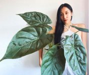 Alocasia Wentii adulta.jpg