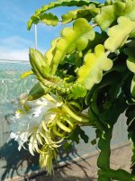 Pitaya Purple Haze, nacimiento Dragón (03.10.25).jpg