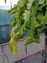 Pitaya Purple Haze, nacimiento Dragón (17.10.25) 1.jpg