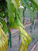 Pitaya Purple Haze, nacimiento Dragón (17.10.25) 2.jpg