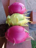 Pitayas Mister Wood y Isis Gold, cosecha (24.10.25) 1.jpg