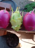 Pitayas Mister Wood y Isis Gold, cosecha (24.10.25) 2.jpg