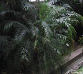 Chamaedorea Pte_.jpg