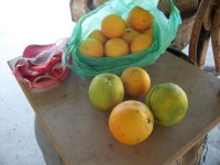 Naranjas cosecha (29.06.10) 2.JPG