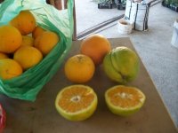 Naranjas cosecha (29.06.10) 3.JPG