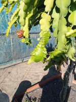 Pitaya Purple Haze, Dragón en crecimiento (25.11.25) 1.jpg