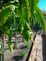 Pitaya Purple Haze, Dragón en crecimiento (25.11.25) 2.jpg