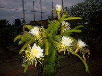 Pitaya H. Undatus en maceta y floración (02.10.21) 2.JPG