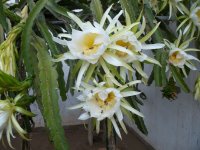 Pitaya American Beauty flores y abejas (10.10.19) 1.JPG