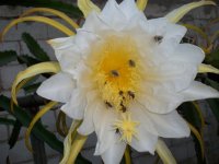 Pitaya en Flor y abejas (02.10.21) 1.JPG