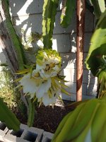 Pitayas en floración y abejas (02.08.25) 7.jpg