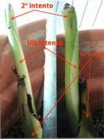 M. 3er intento d yema.jpg