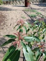 Mango Erwin, nueva brotación (15.11.25) 2.jpg