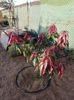 Mango Erwin, nueva brotación (04.12.25).jpg