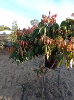 Longan de semilla, nueva brotación (04.12.25).jpg