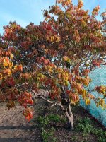 Lichi, nueva brotación (04.12.25).jpg