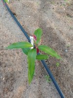 Mango Gomera 3 de semilla, nueva brotación (04.12.25).jpg