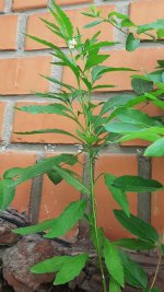 planta espontanea 1.jpg