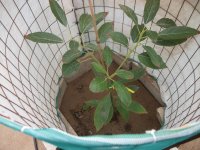 Aguacate Hass Jimenez 2 con protección invierno (19.01.22) 2.JPG