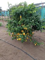 Citrico patrón de Lane Late (30.11.25) 1.jpg