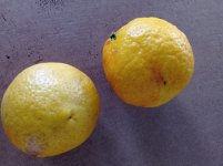 Patrón de Lane Late, cosecha fruto (11.12.25) 2.jpg