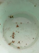 Ceratitis Capitata cazadas con cebo pis (12.12.25) 1.jpg