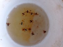 Ceratitis Capitata cazadas con cebo pis (17.11.25) 2.jpg