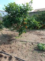 Citrico patrón de Lane Late (15.12.25).jpg