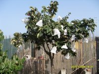 Membrillero frutos embolsados (20.07.10).JPG