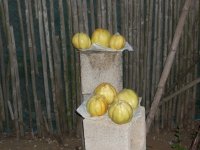 Membrillo cosecha (01.10.10) 2.JPG