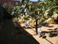 Mangos embolsado frutos (09.09.14) 6.JPG